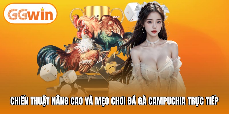 Chiến thuật nâng cao và mẹo chơi đá gà Campuchia trực tiếp