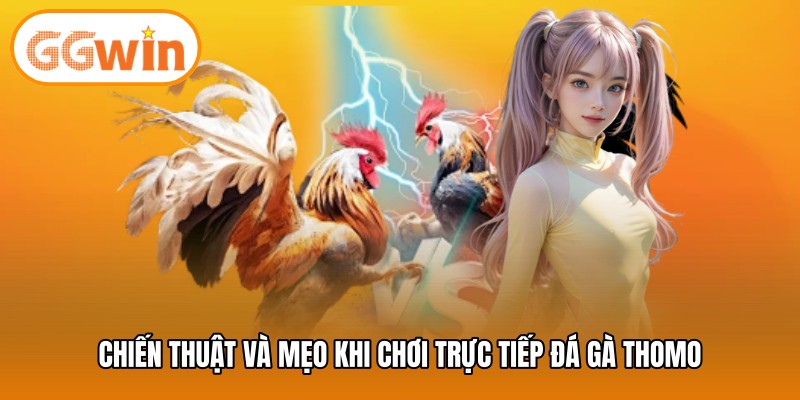 Chiến thuật và mẹo khi chơi trực tiếp đá gà thomo