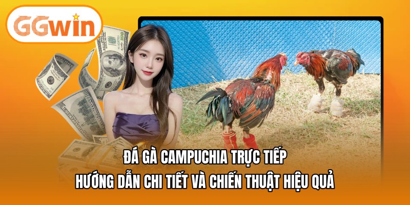Đá gà Campuchia trực tiếp