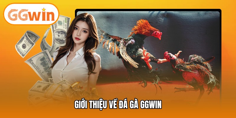 Giới thiệu về đá gà GGWIN