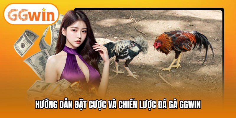 Hướng dẫn đặt cược và chiến lược đá gà GGWIN