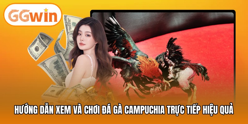 Hướng dẫn xem và chơi đá gà Campuchia trực tiếp hiệu quả