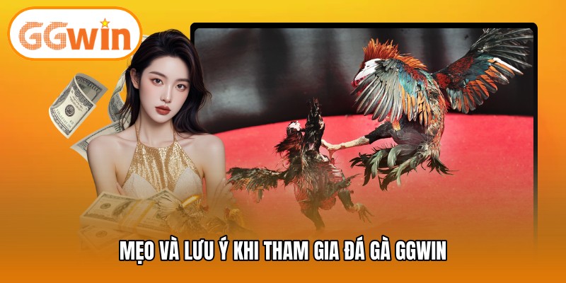 Mẹo và lưu ý khi tham gia đá gà GGWIN