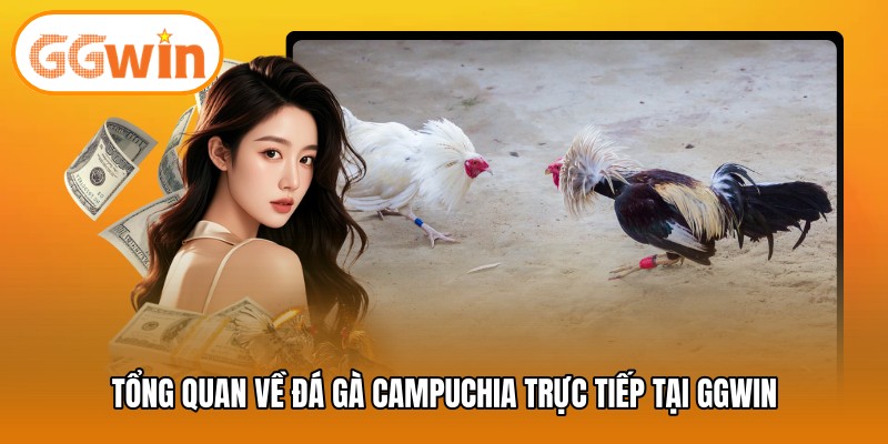 Tổng quan về đá gà Campuchia trực tiếp tại GGWIN